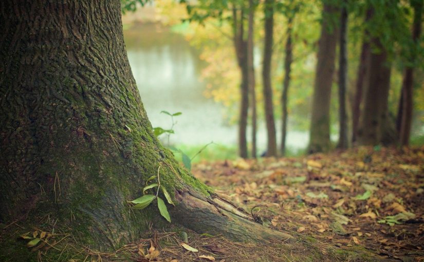 Piękny i {porządny ogród to nie lada wyzwanie, szczególnie jak jego pielęgnacją zajmujemy się sami.